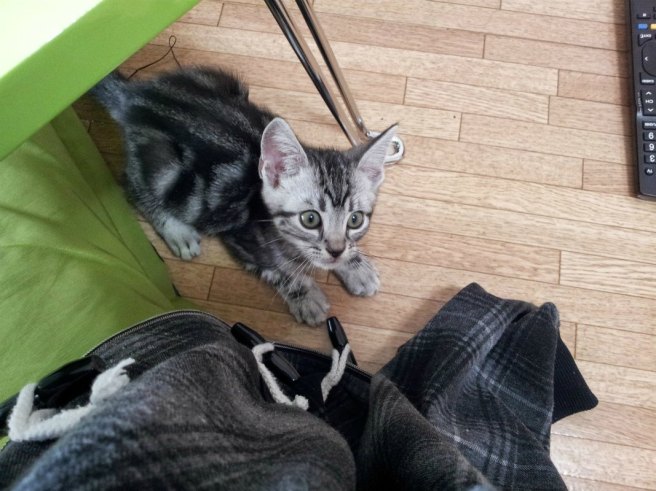 Earn Extra Money in Japan - Pet Sitting