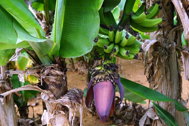 How Okinawa is Different from Mainland Japan - Plants at Okinawa World