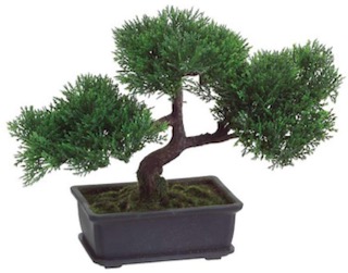 20 Holiday Gift Ideas for Japanese Culture Lovers - Bonsai Tree