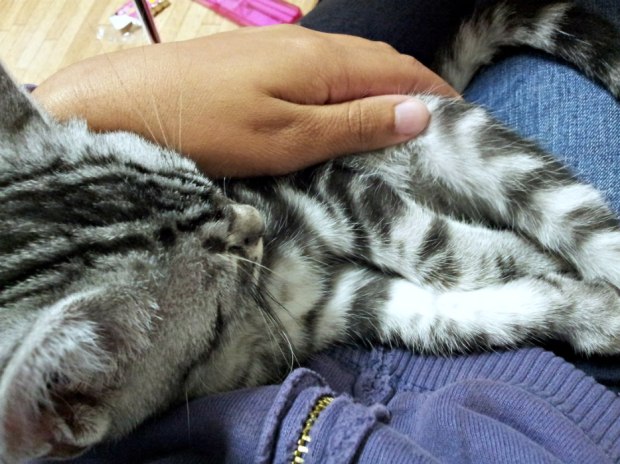 Aikun sleeping in Tsunashima