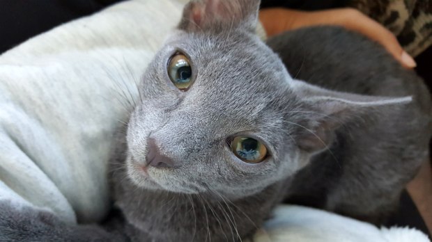 Kitten recovering in Japan