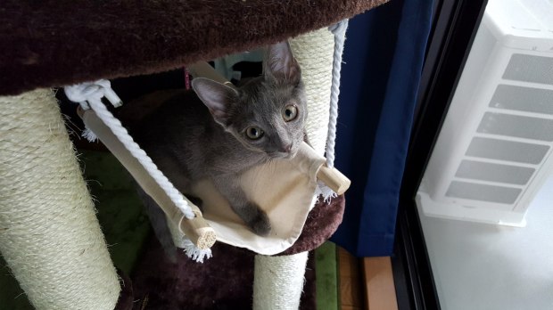 Sick kitten from Asahi Pet