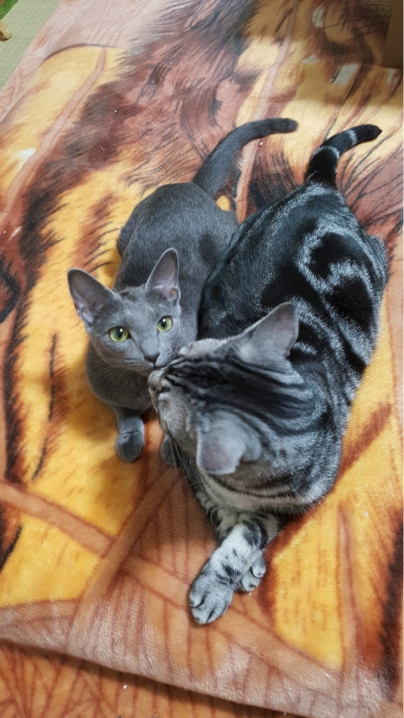 Two pet cats in Japan